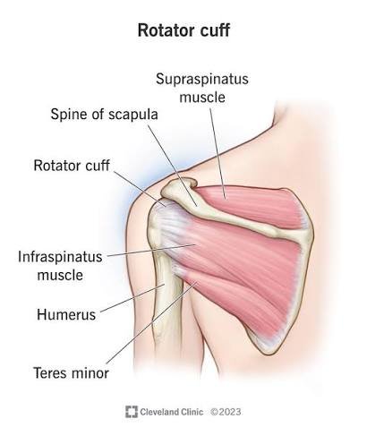 Rotator Cuff injuries in Bangalore